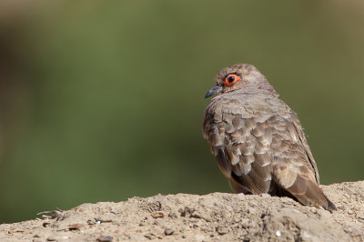 Bare-faced Ground Dove - Naaktoogpunaduif - Colombe de Ccile