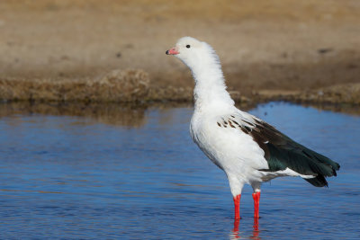 Andean Goose - Andesgans - Ouette des Andes