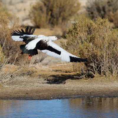 Andean Goose - Andesgans - Ouette des Andes