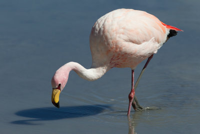 James's Flamingo - James' Flamingo - Flamant de James
