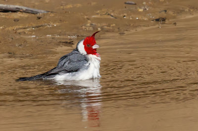 Red-crested Cardinal - Roodkuifkardinaal - Paroare hupp