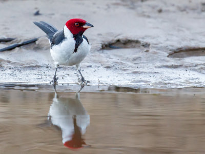 Red-capped Cardinal - Zwartkeelkardinaal - Paroare rougecap