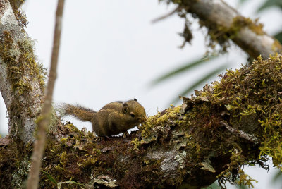 Himalayan striped squirrel 