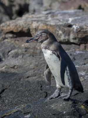 Galapagos Penguin - Galpagospingun - Manchot des Galapagos