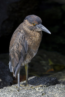 Yellow-crowned Night Heron - Geelkruinkwak - Bihoreau violac (j)
