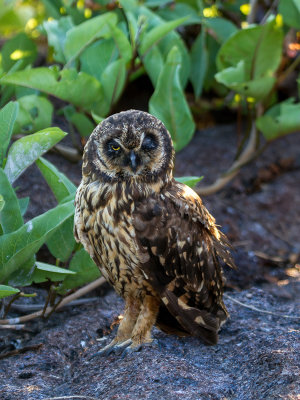 Short-eared Owl - Velduil - Hibou des marais