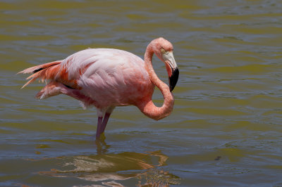 American Flamingo - Caribische Flamingo - Flamant des Carabes