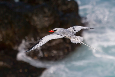 Red-billed Tropicbird - Roodsnavelkeerkringvogel - Phaton  bec rouge