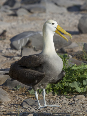 Waved Albatross - Galpagosalbatros - Albatros des Galapagos