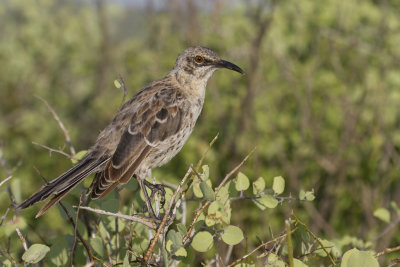 Espanola Mockingbird - Espaolaspotlijster - Moqueur d'Espanola