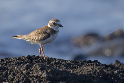 Semi-palmated Plover - Amerikaanse Bontbekplevier - Pluvier semipalmé