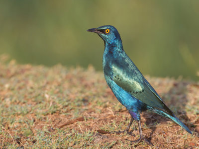 Greater Blue-eared Starling - Groenstaartglansspreeuw - Choucador  oreillons bleus
