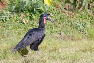 Abyssinian Ground Hornbill - Noordelijke Hoornraaf - Bucorve d'Abyssinie (m)