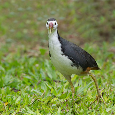 White-breasted Waterhen - Witborstwaterhoen - Rle  poitrine blanche