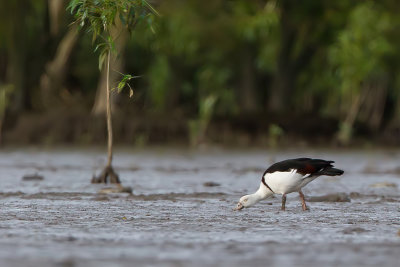 Radjah Shelduck - Radjah-eend - Tadorne radjah