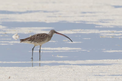 Far Eastern Curlew - Siberische Wulp - Courlis de Sibrie