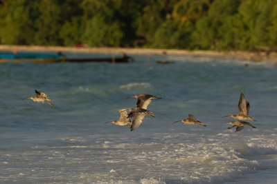 Far Eastern Curlew - Siberische Wulp - Courlis de Sibrie