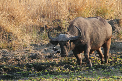 African buffalo 