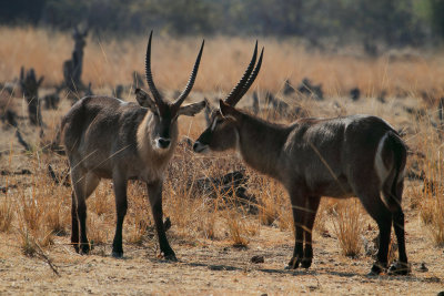 Waterbok 