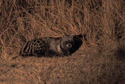 African civet 