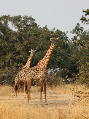 Thornicroft giraffe 