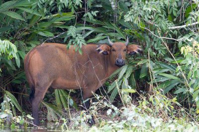 Mammals of Gabon