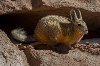 Southern mountain viscacha 