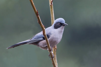 Beautiful Sibia - Prachtsibia - Garrulaxe superbe