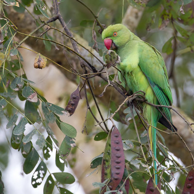 Rose-ringed Parakeet - Halsbandparkiet - Perruche  collier (f)