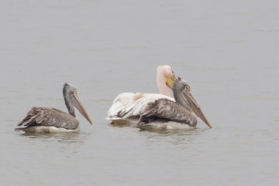 Spot-billed and Great White Pelicans