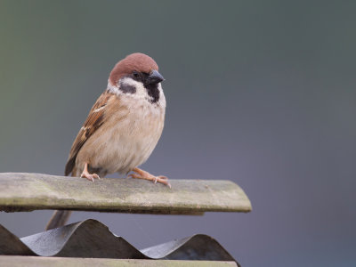 Eurasian Tree Sparrow - Ringmus - Moineau friquet