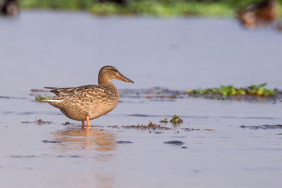 Northern Shoveler - Slobeend - Canard souchet (f)