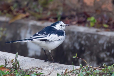 White Wagtail - Witte Kwikstaart - Bergeronnette grise