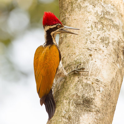 Greater Flameback - Grote Goudrugspecht - Pic de Tickell (m)