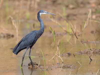 Western Reef Heron - Westelijke Rifreiger - Aigrette  gorge blanche