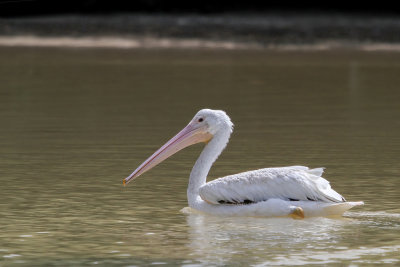 American White Pelican - Witte Pelikaan - Plican d'Amrique