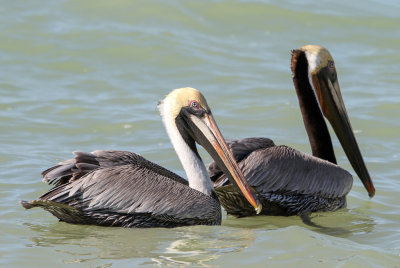 Brown Pelican - Bruine Pelikaan - Plican brun
