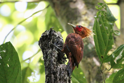Chestnut-colored Woodpecker - Kastanjespecht - Pic roux