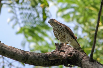 Double-toothed Kite - Tandwouw - Harpage bident (j)