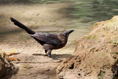Great-tailed Grackle - Langstaarttroepiaal - Quiscale  longue queue (f)