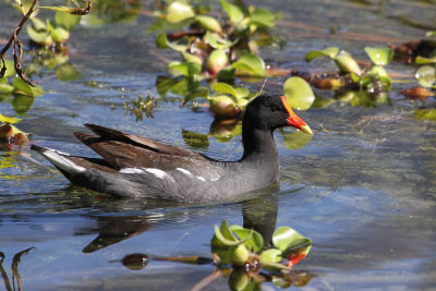 Common Gallinule - Amerikaans Waterhoen - Gallinule d'Amrique