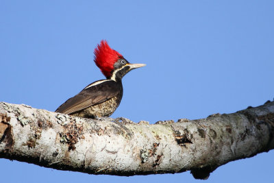 Lineated Woodpecker - Gestreepte Helmspecht - Pic ouentou