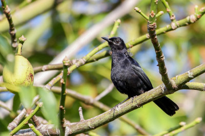 Black Catbird - Zwarte Katvogel - Moqueur noir