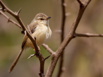 Tawny-flanked Prinia - Roestflankprinia - Prinia modeste