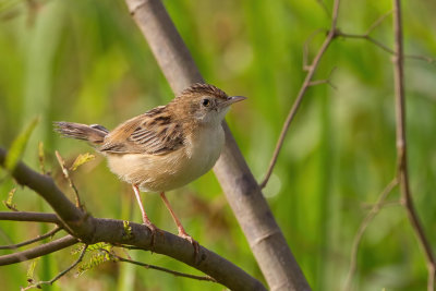 Zitting Cisticola - Graszanger - Cisticole des joncs