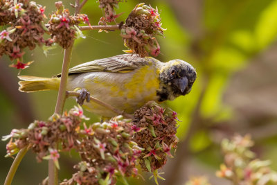 Little Weaver - Dwergmaskerwever - Tisserin minule (m)