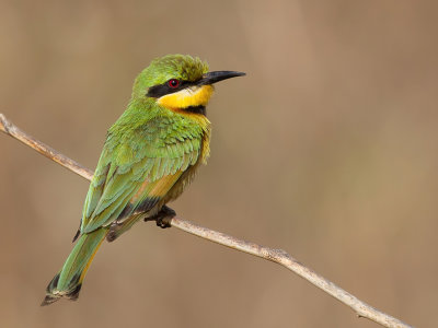 Little Bee-eater - Dwergbijeneter - Gupier nain