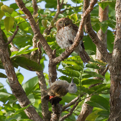 Pearl-spotted Owlet & African Grey Woodpecker