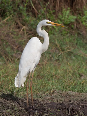 Great Egret - Grote Zilverreiger - Grande Aigrette