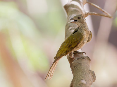 Spotted Honeyguide - Gevlekte Honingspeurder - Indicateur tachet